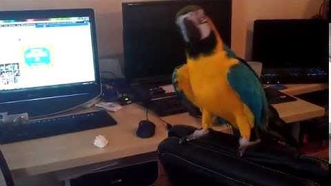 Rio Dancing to SMB2 pause music!