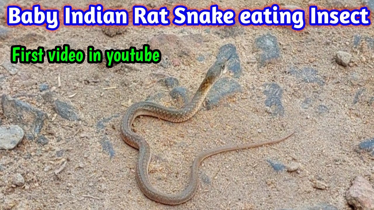 Feeding Frequency For Young Rat Snake Babies Daily