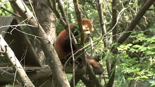 Prospect Park Zoo To Reopen May 25