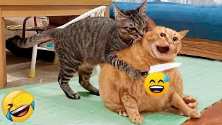😅🙀 Funniest Dogs and Cats 😍😘 Funniest Animals 2024 #16