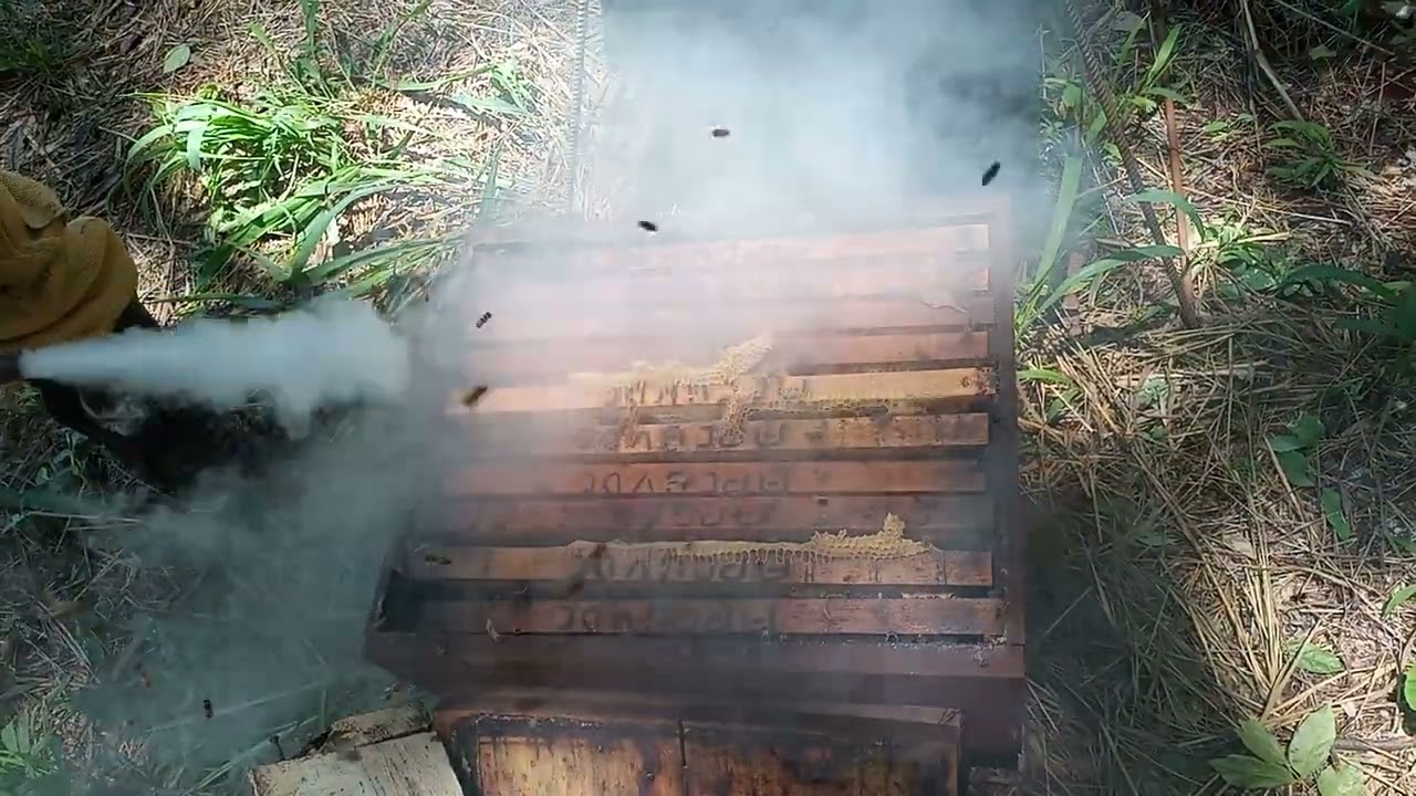 DIVISÃO DE ENXAME COM GENÉTICA DE OTÍMA QUALIDADE