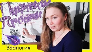 Паразитические простейшие| Плазмодий|Лямблии|Лейшмании|Трипаносома