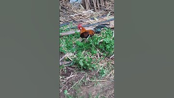 ae ưng mẫu nào ib🐓#thứcgàrừng86 #gàrừngtaitrắng #gàrừngrặc