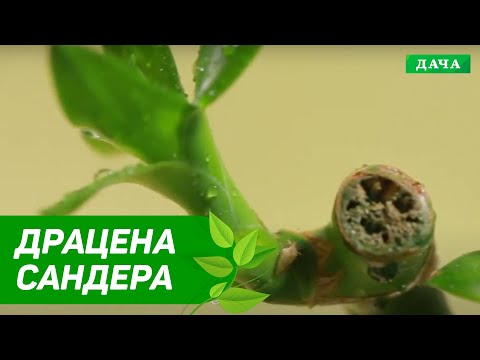 Video: Dracaena Sander: piav qhia, duab, cog thiab saib xyuas