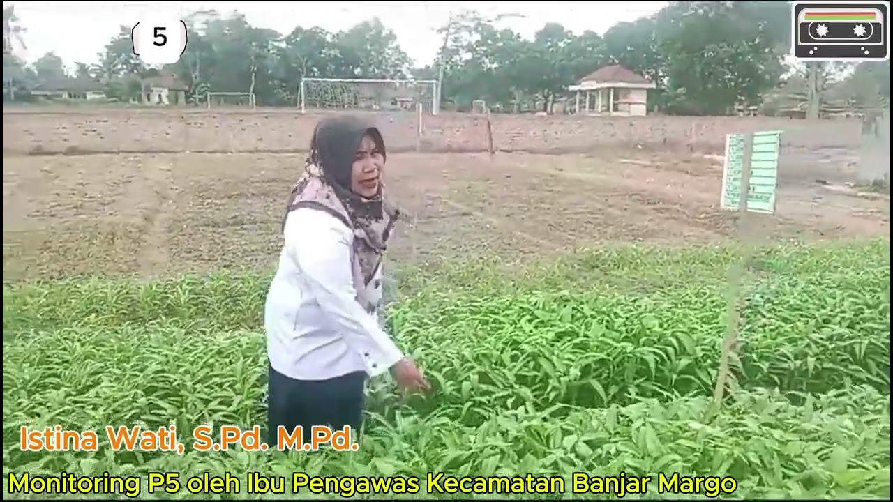 Video Budi Daya Kangkung