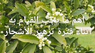 اهم ما يجب القيام به اثناء فترة تزهير الاشجار ?طرق ري اشجار الحمضيات اثناء مرحلة الازهار وعقد الثمار