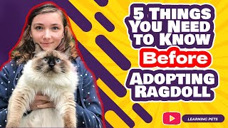 5 Things You Need to Know before Adopting ragdoll cat breed by Learning Pets 4,061 views 2 years ago 3 minutes, 26 seconds