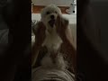 짝짜꿍🐶 #dog #puppy #cutedog #말티푸 #강아지 #shortsvideo #강아지일상 #반려견 #shorts