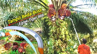 Tampil Beda.! Process Memanen Kelapa Sawit Mengunakan Egrek Tiger888,Mantap Betul Tajamnya
