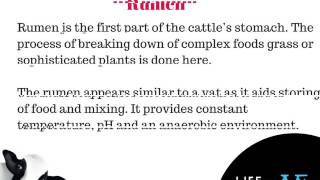 How Many Stomachs Does A Cow Have?