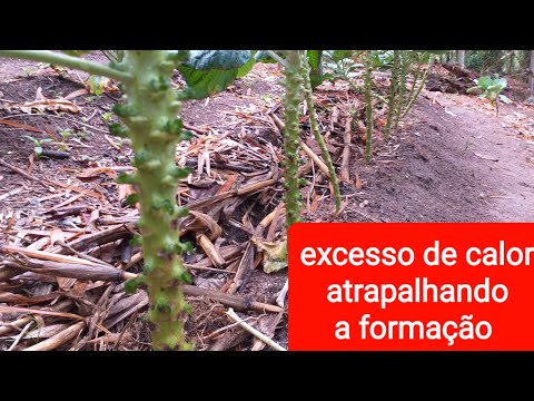 Vídeo: Características Do Cultivo De Couve De Bruxelas