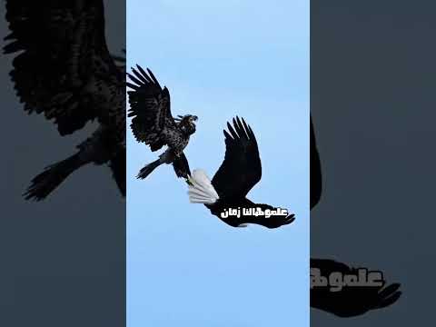 كتير الكلام قليل الفعل و الي بيفعل مبيقولش حالات واتس تصميمي اقتباسات كلام من ذهب حكمة اليوم