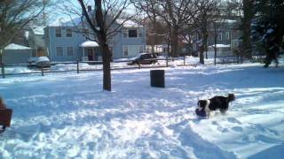 Adorable Border Collie Puppy Plays in Snow
