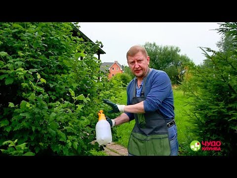 Видео: Как уничтожить жука калины uk?