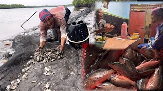 Setting Traps and Catching Tons of Red Snapper in the Remote Nusakambangan River