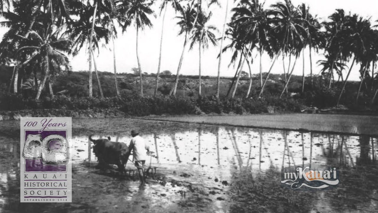 Kaua'i Rice History | Did You Know