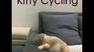 Kitty Dreaming Riding a Bicycle and Crashes