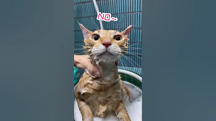 Watch the video about Cat&rsquo;s really don&rsquo;t like baths 🤣#pets #cat #cats #funnyvideo #funnycat #foryou #catlover