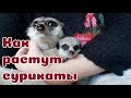 8 шагов по выращиванию СУРИКАТЯТ.