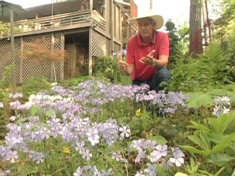 Video: Woodland Phlox деген эмне – Woodland Phlox өсүмдүктөрүн өстүрүү жөнүндө билип алыңыз