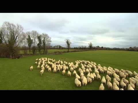 SHEP the Drone - Worlds first Drone Sheepdog