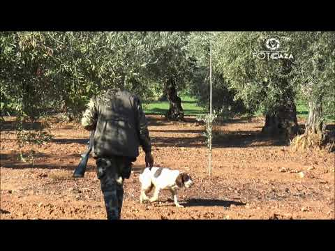 Caccia ai Tordi in Spagna con Sierra del Oro