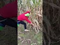 DIY Corn Harvesting Sickle with Bucket Attachment | Easy Maize Harvest Tool