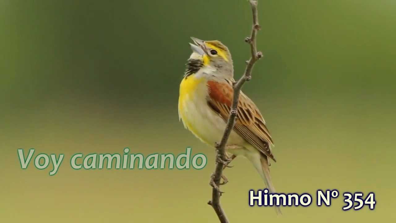 Voy caminando | Himno No 354