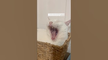 Miley NEEDS ​⁠@KittyKushCatnip