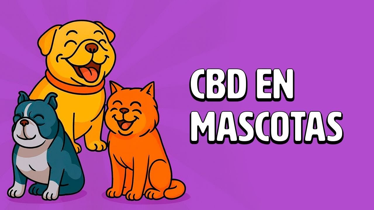 El CBD explicado en mascotas: lo que debes saber antes de usarlo