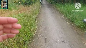 CLCL.Tập 17.ruộng khoai ngập nước và những chú cá lóc hung tợn.