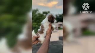 Excellent quality Shihtzu puppy for sale in Telugu||9121812123||