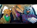 Wolf Surprises Puppy & T-Rex with Car Ride Chase!
