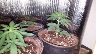 Redline Genetics Blue Water CBD ep4