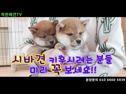   시바견 시바이누 분양전 꼭 보세요 강아지 Shibainu