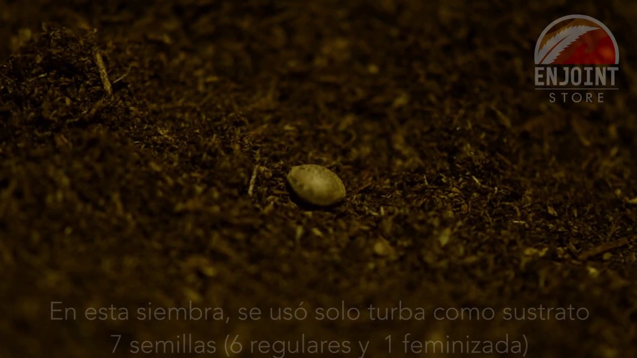 Sembrando Semillas
