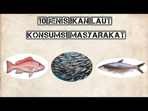 Video: 230 Jenis Ikan Dan Makanan Laut, Lebih Dari 120 Jenis Keju, Dan Lebih Dari 100 Jenis Hidangan Daging: Apa Yang Akan Mengejutkan Festival Gastronomi Musim Gugur Emas