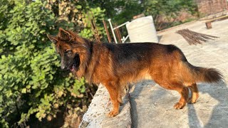 German Shepard puppy with long coat