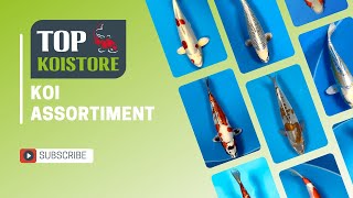 Koi Assortiment Bij Topstore