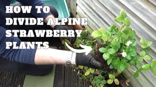 How to Divide Alpine Strawberries | Dividing Wild Strawberry Plants | Growing Strawberries in Pots