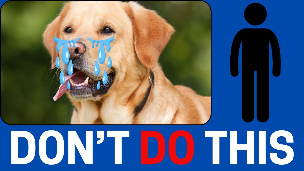 5 Things Your Dog Will Never Forgive You!! - YouTube