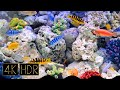 Freshwater tank mimicking a saltwater tank | Fixed 3H 4K HDR 60fps • Healing Music
