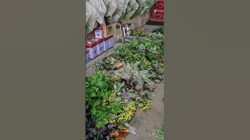 Giới thiệu các cụm cây nhỏ điểm tường  #caygia #tuongcaygia #xanhvina