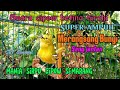 Suara sirtu betina birahi100%ampuh untuk memancing Bunyi Sirtu jantan#sirtugacor @srfchannel3881