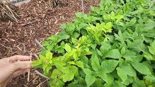 First Year Seedling Hickory and Hican Growing Observations
