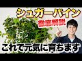 オシャレ イチオシの観葉植物 シュガーバインの魅力と育て方 葉が落ちる 増やし方 園芸 オシャレ イチオシの観葉植物 シュガーバインの魅力と育て方 葉が落ちる 増やし方 園芸