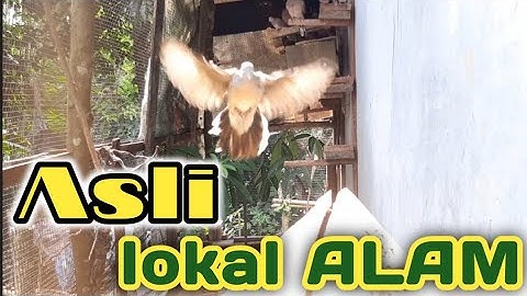 PERKUTUT LOKAL ASLI ALAM BLORA SUARA NYARING DALAM AVIARY@perkututmufadhol
