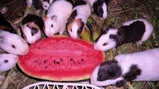 Greedy Hamsters  Fighting Over Watermelon