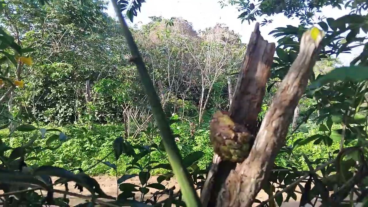 Meu pequeno sítio #sítio 