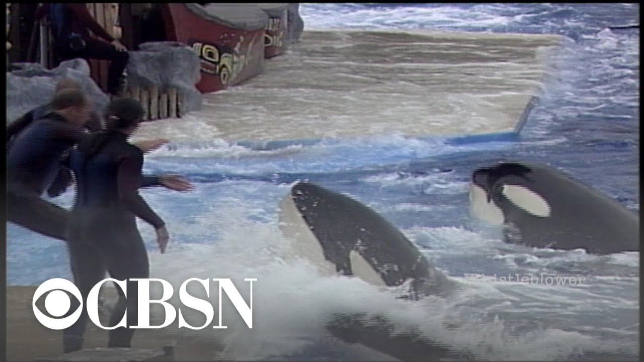 Former Trainer Blows The Whistle On Seaworld